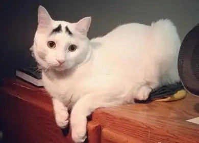囧猫