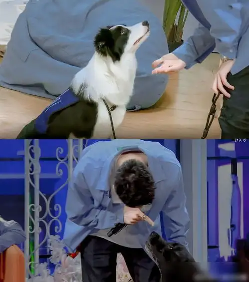 余音绕梁王一博化身治愈系训犬师,一句goodboy太魔性