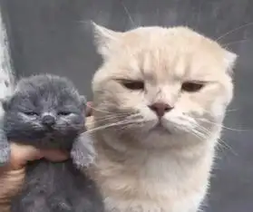 喵妈妈看到和自己毛色不一样的奶猫,一副嫌弃和怀疑的眼神看着它