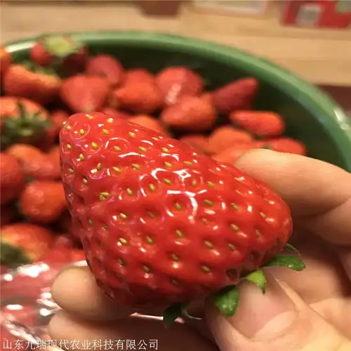 奶油草莓苗价格草莓苗多少钱一棵脱毒草莓苗购买