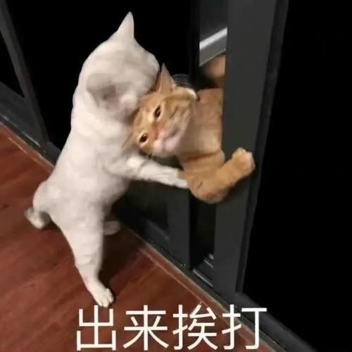 出来挨打猫咪表情包挨打猫咪表情