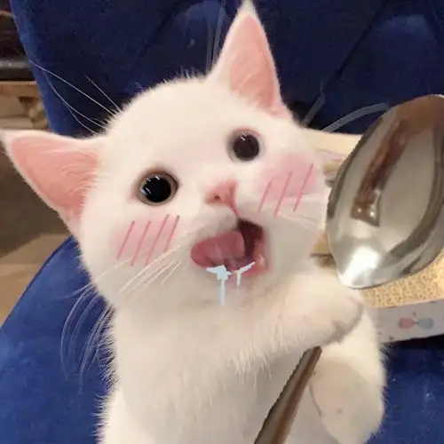 只想做你怀里的猫咪