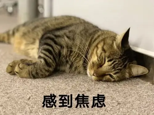 你焦虑的是啥呢?