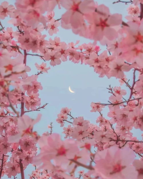 insstyleavatarins风头像pink