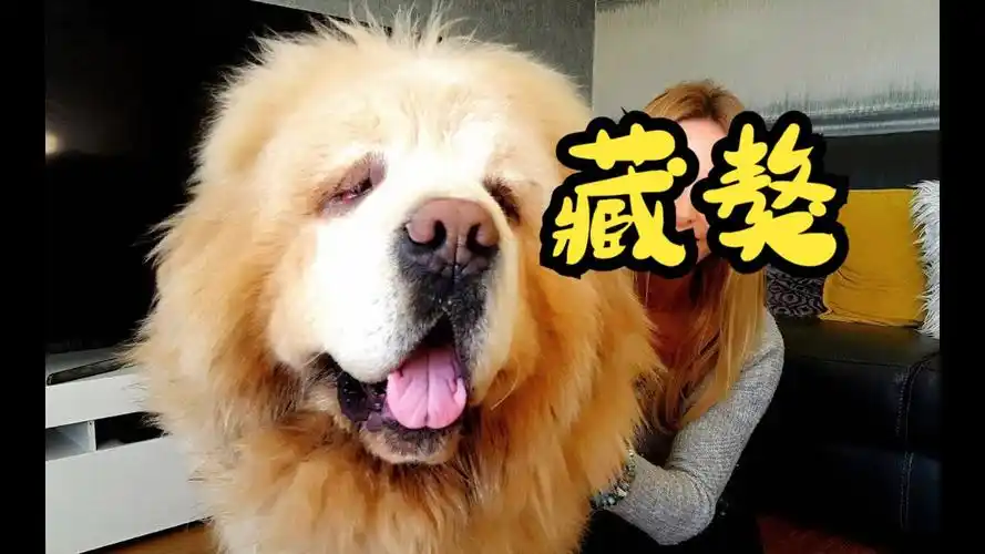 藏獒中国藏獒-世界上最昂贵的狗