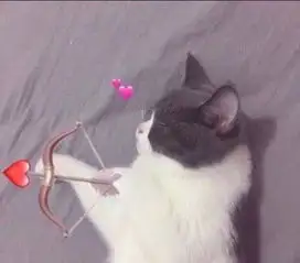 最近火了,猫咪情侣头像,希望你能好好照顾好我这个猫系女孩