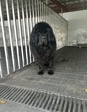 藏獒凶猛铁栏杆黑色gif动图_动态图_表情包下载_soogif