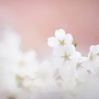 微信头像桃花风景微信头像图片大全