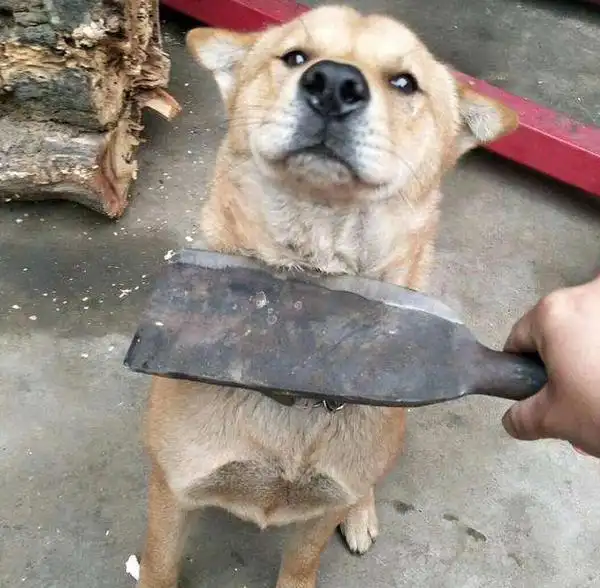 狗狗