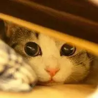 动画猫躲着看的头像女生微信头像图片大全
