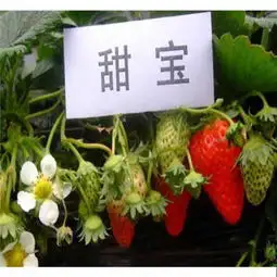 新闻麦特莱草莓苗图片