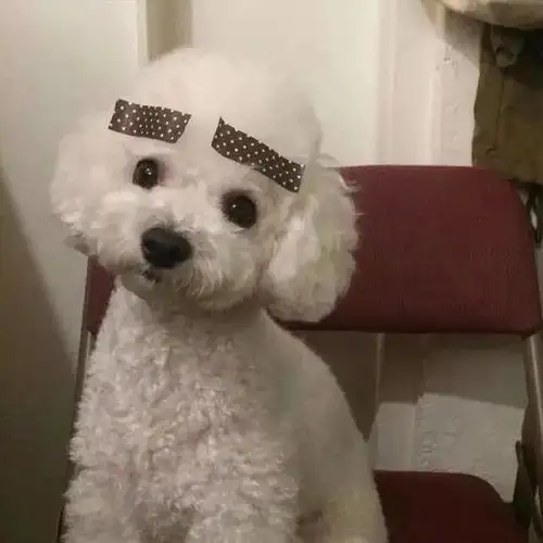 这是谁家狗丢了怎么长的那么潦草