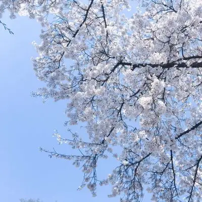 宋知意ins唯美樱花意境清新背景风景静物头像我要个性网