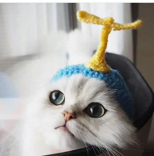高颜值萌猫主人爱不释手,甚至用猫咪照片做挂历,抱枕
