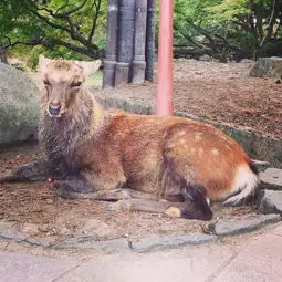 日本奈良鹿喂食记