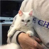 抱猫帅男头像图片微信头像图片大全