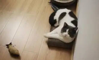 治愈系猫咪vs致郁系猫咪,每种喵星人都有被喜爱的理由