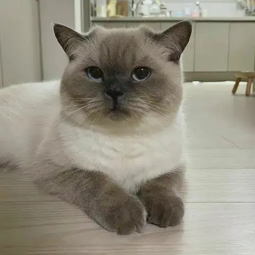 无水印可爱猫咪头像