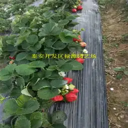 秋季出售艾沙草莓苗艾沙草莓苗品种简介-黄页88网