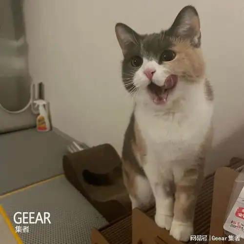 这六只治愈系猫咪,疗愈你疲累的心情