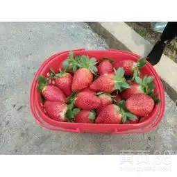 宁夏甜查理草莓苗批发价格-黄页88网