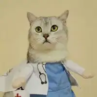 橘猫情侣头像一左一右柴犬和橘猫的情侣头像