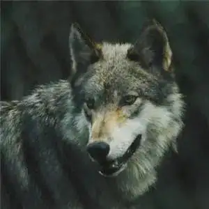 狼