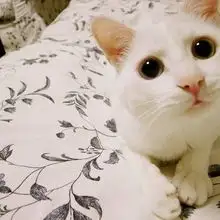 视觉部落