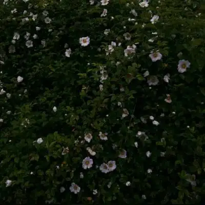 治愈系风景头像想你的时候云朵变成粉红色