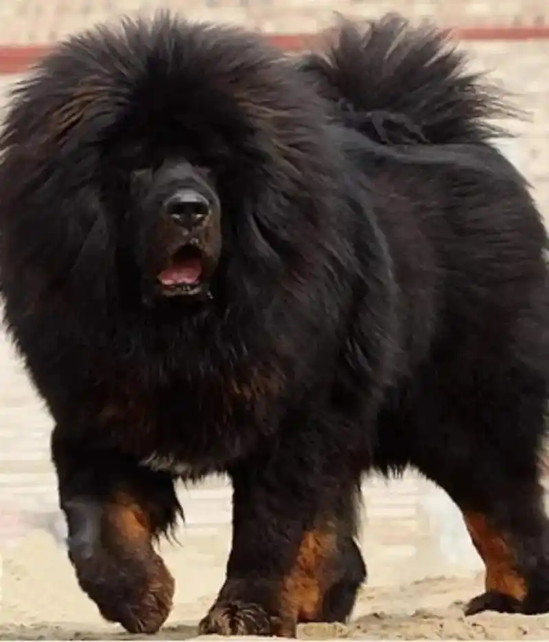 每天认识一种狗(34)藏獒犬#藏獒饲养藏獒犬需要注意以下几个方面