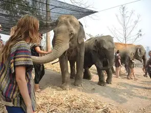 承受不住暴躁的奈良鹿没关系,动物迷恋者还可以去这些旅游目的地