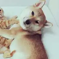 一猫一狗可人情头头像