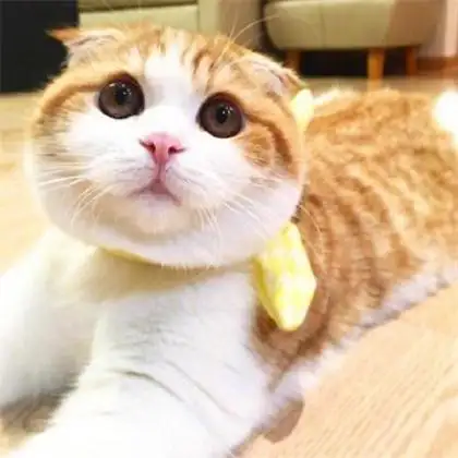 非常有意思个性萌的猫咪头像图片微信头像大全